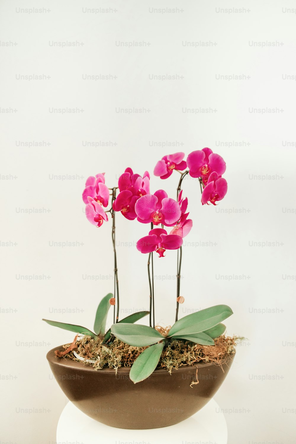 a potted plant with pink flowers in it