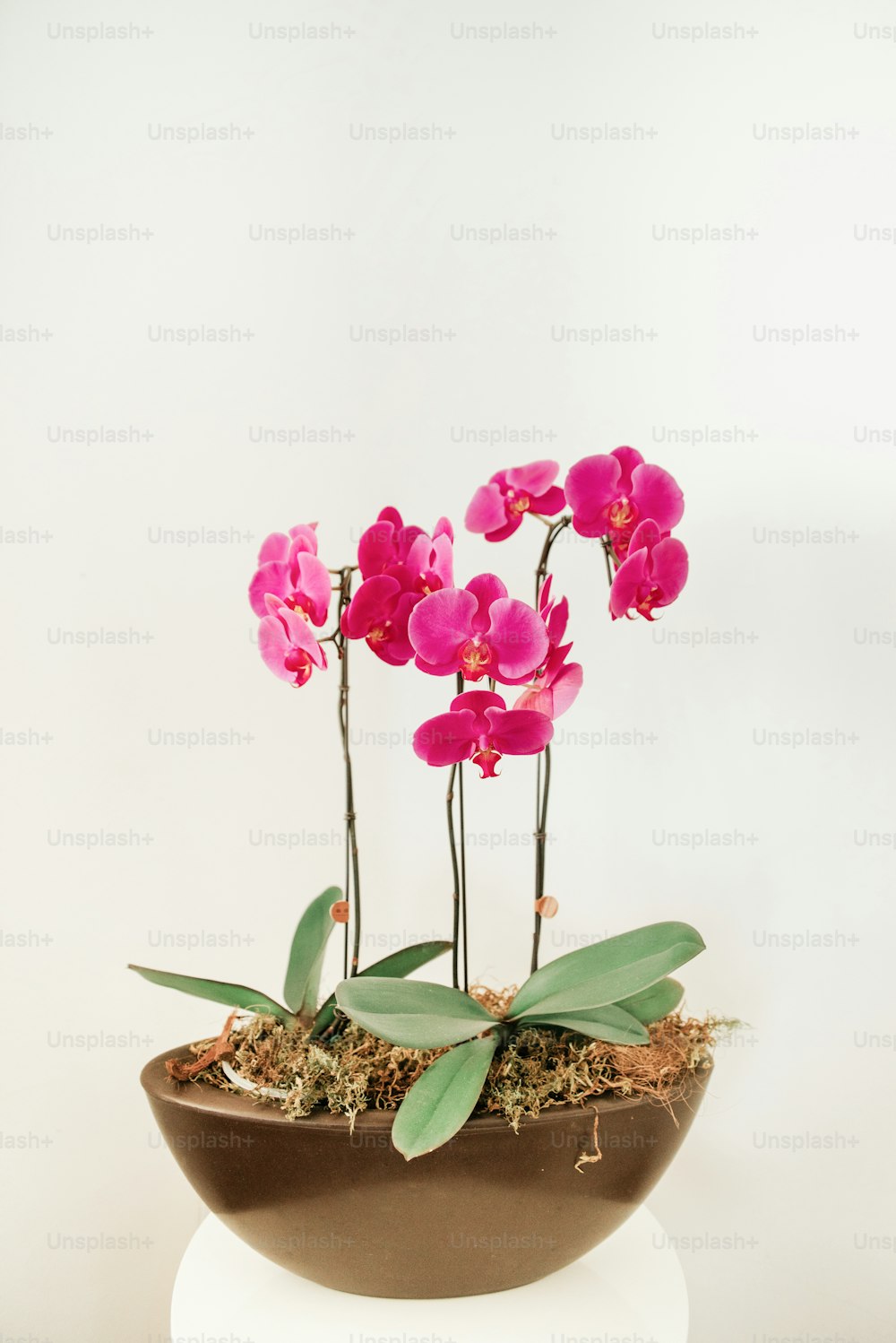 eine Topfpflanze mit rosa Blüten darin