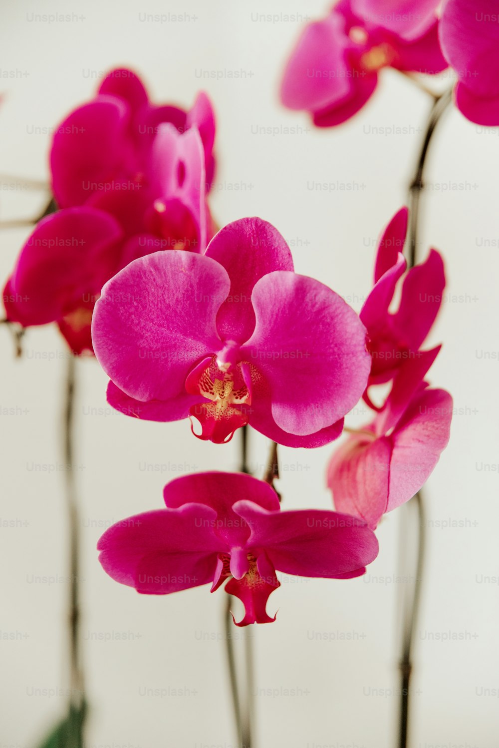 a group of pink flowers in a vase