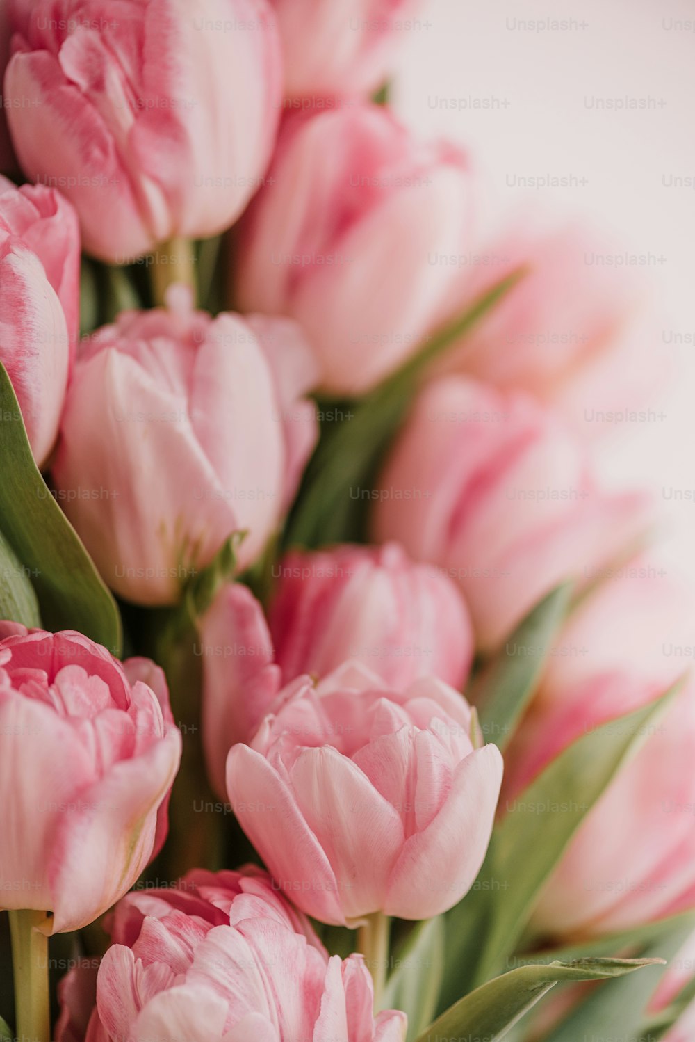 Un ramo de tulipanes rosas sobre fondo blanco