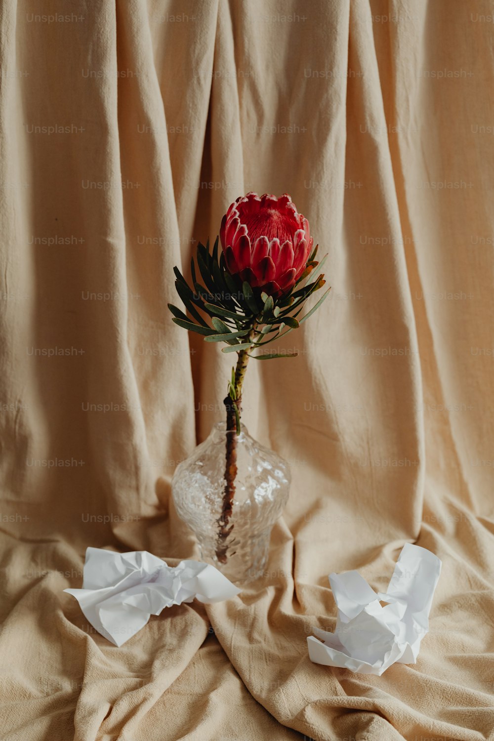 a single red flower in a clear vase