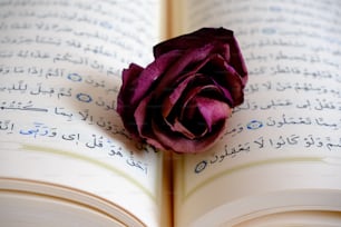 une rose posée sur un livre ouvert