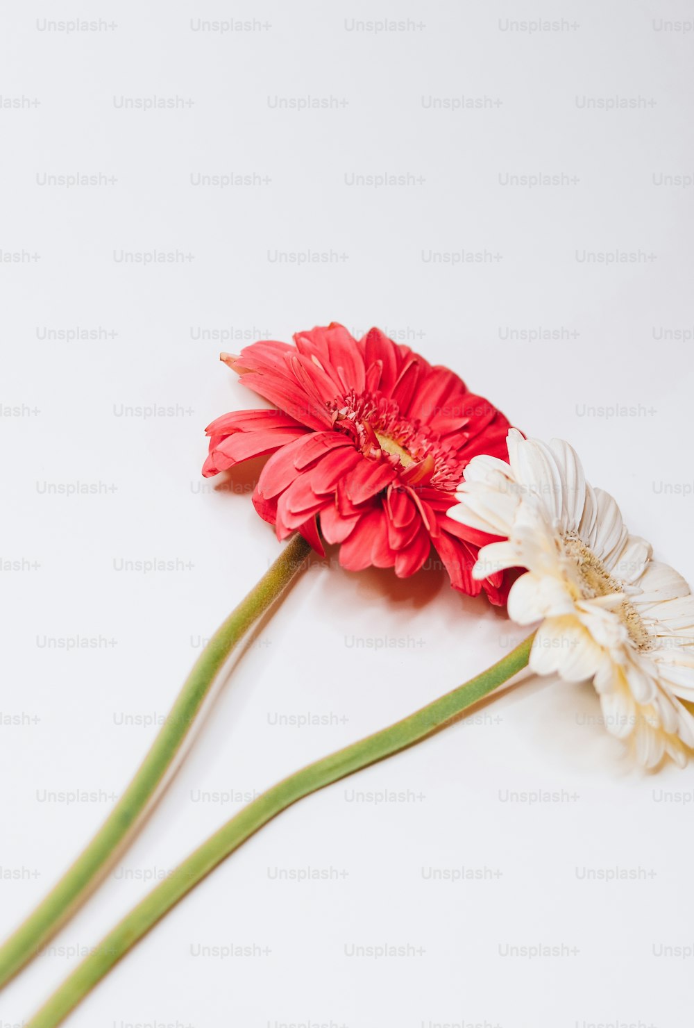 two red and white flowers on a white surface
