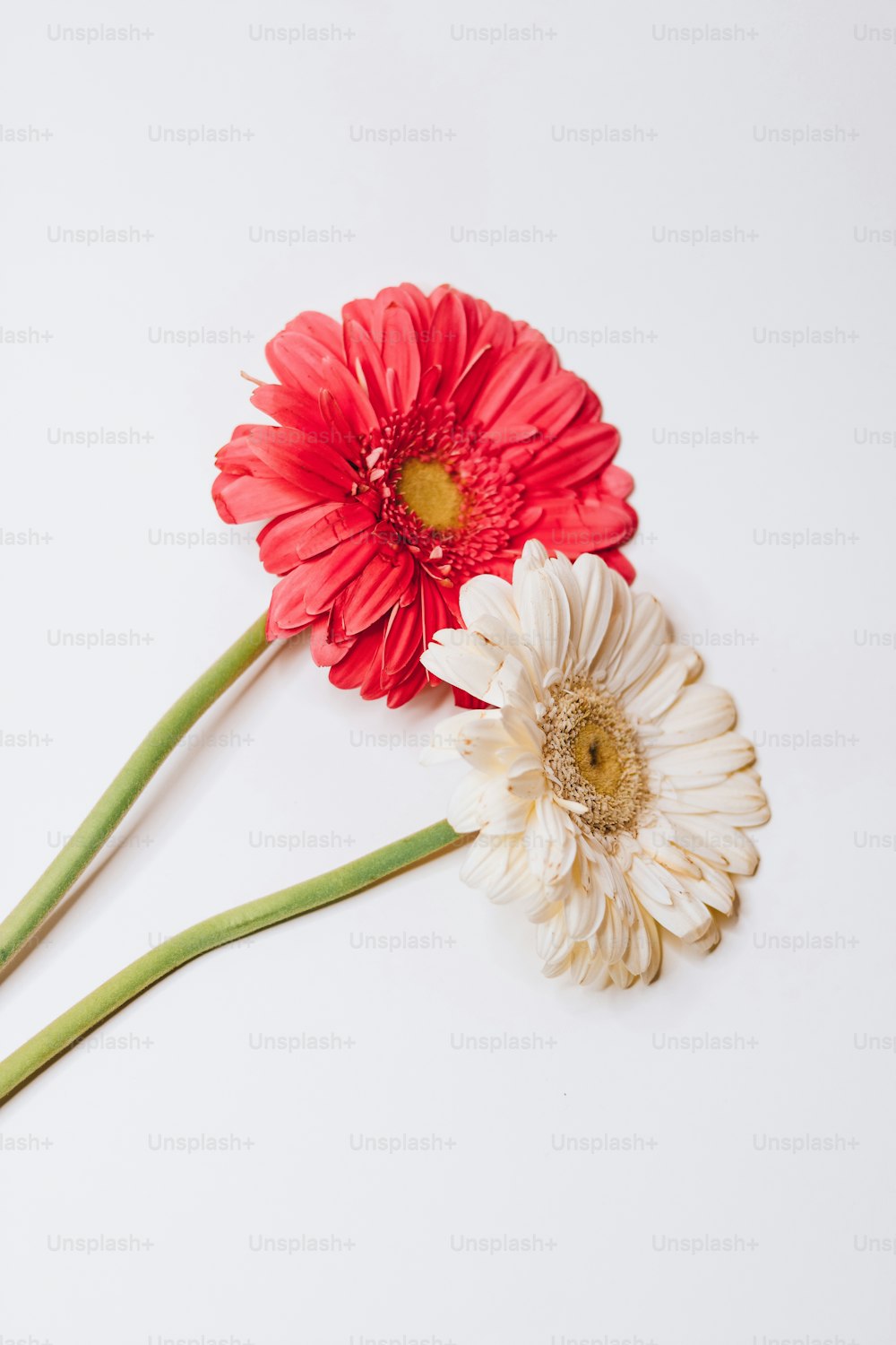 Dos flores rojas y blancas sobre una superficie blanca