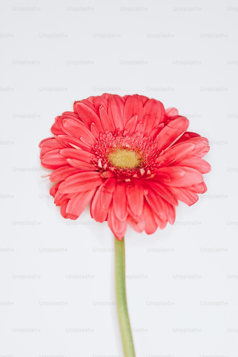 a single red flower with a white background