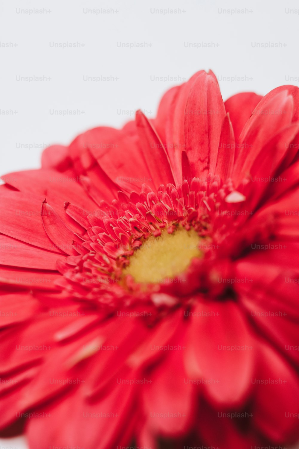 Un primo piano di un fiore rosso su uno sfondo bianco