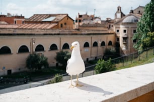 a seagull standing on a ledge in front of a building