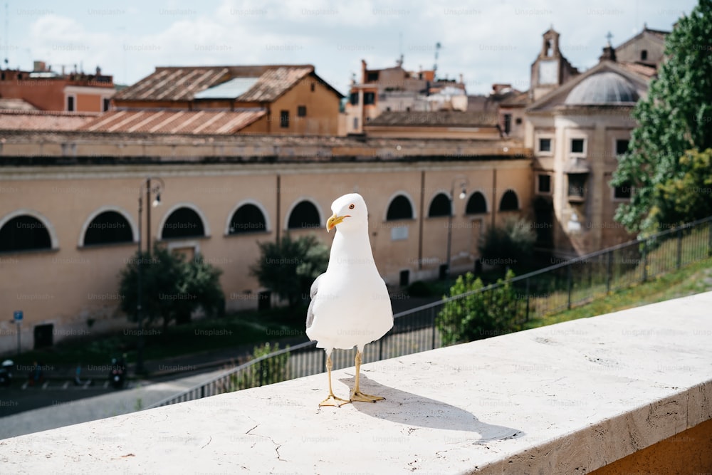 uma gaivota de pé em uma saliência na frente de um edifício