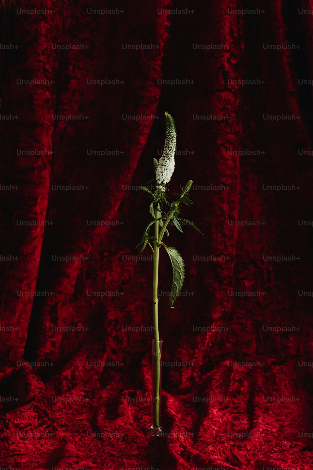 a single white flower in a vase on a red cloth