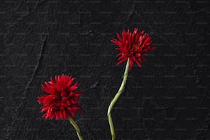 a couple of red flowers sitting on top of a table