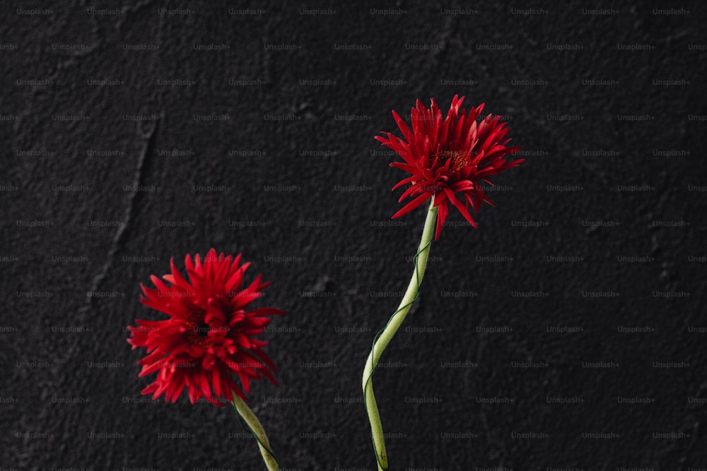 a couple of red flowers sitting on top of a table