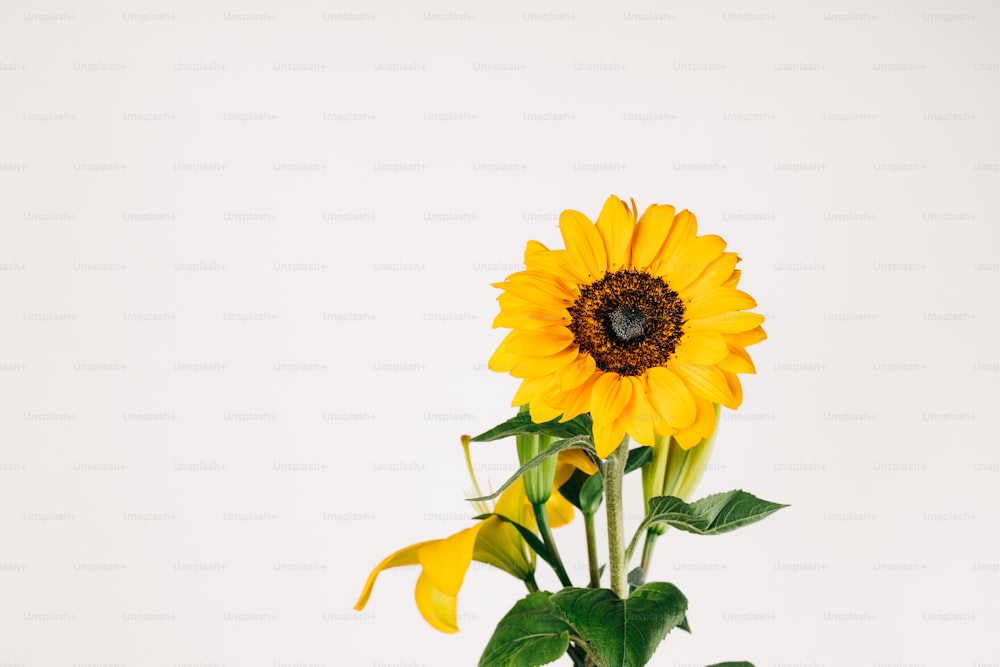 un girasole giallo in un vaso su uno sfondo bianco