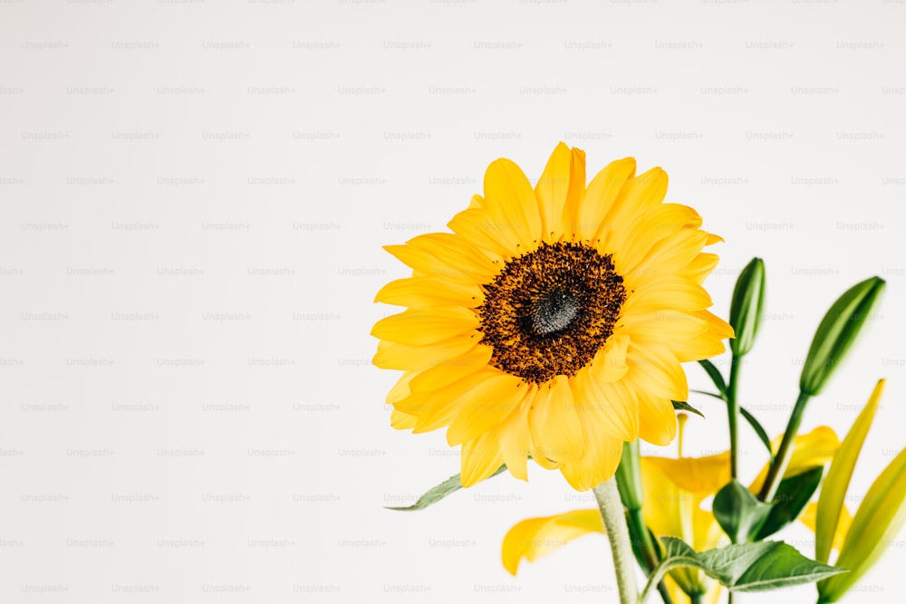 a yellow sunflower in a clear vase