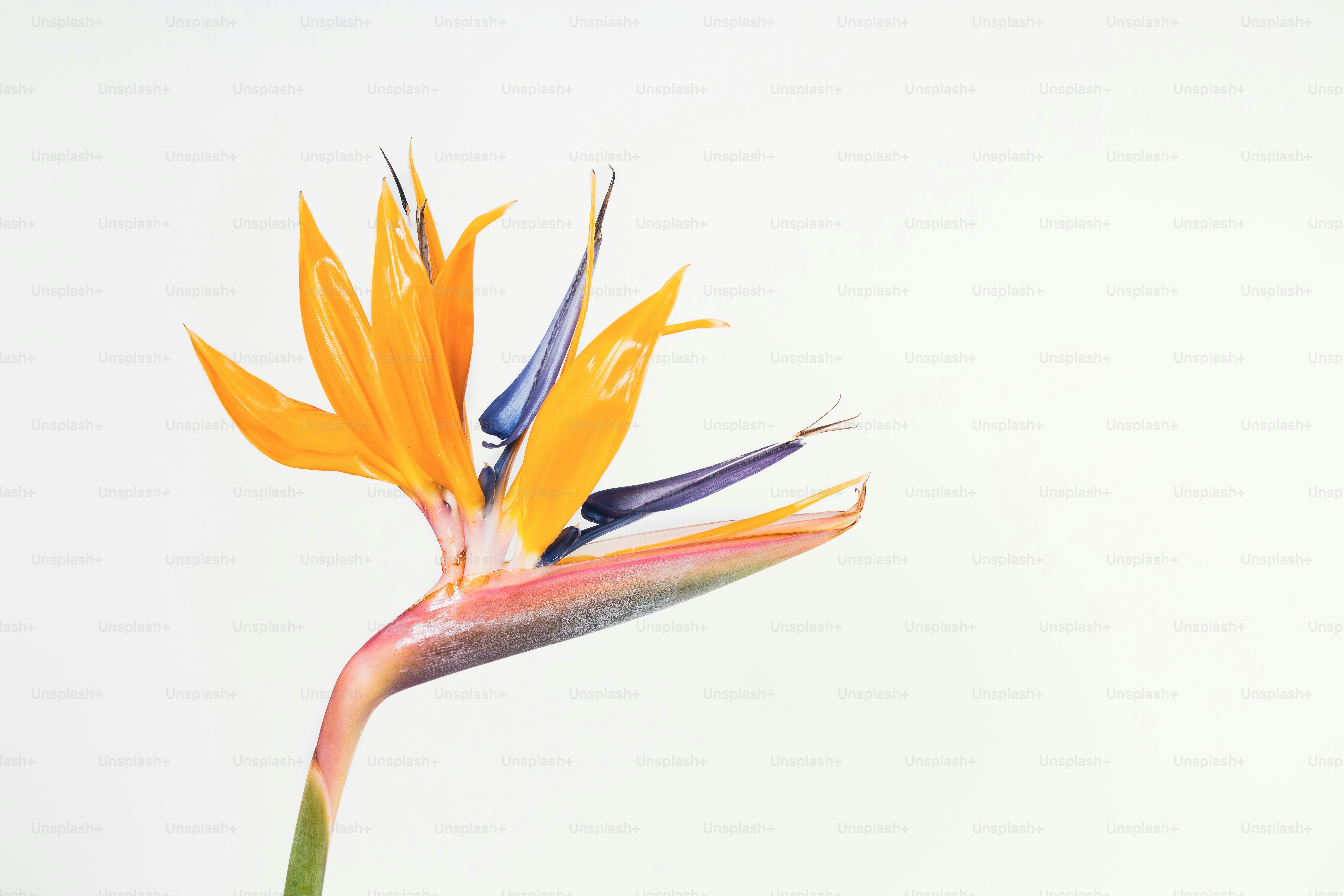 Un primer plano de una flor sobre un fondo blanco