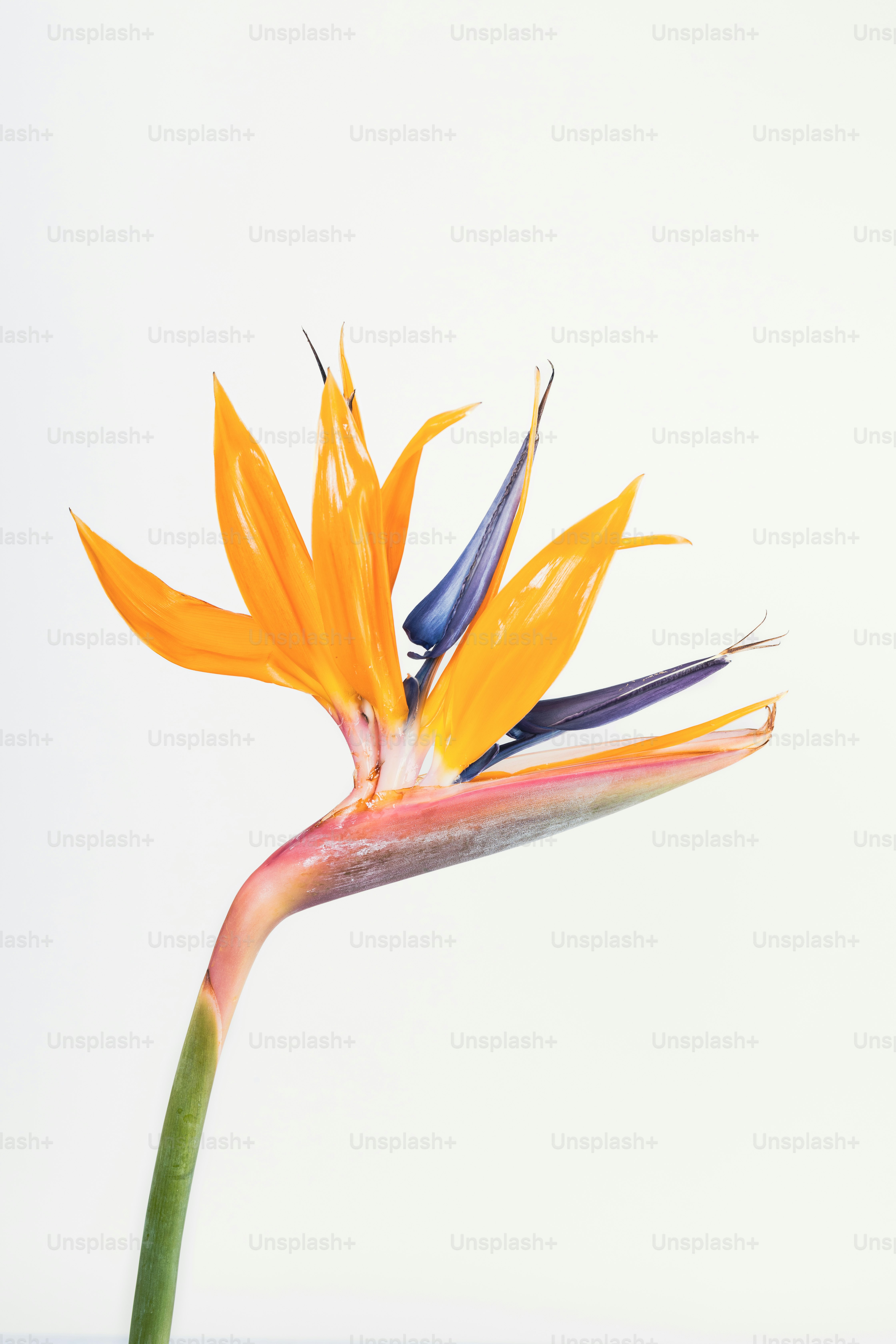a close up of a flower with a white background
