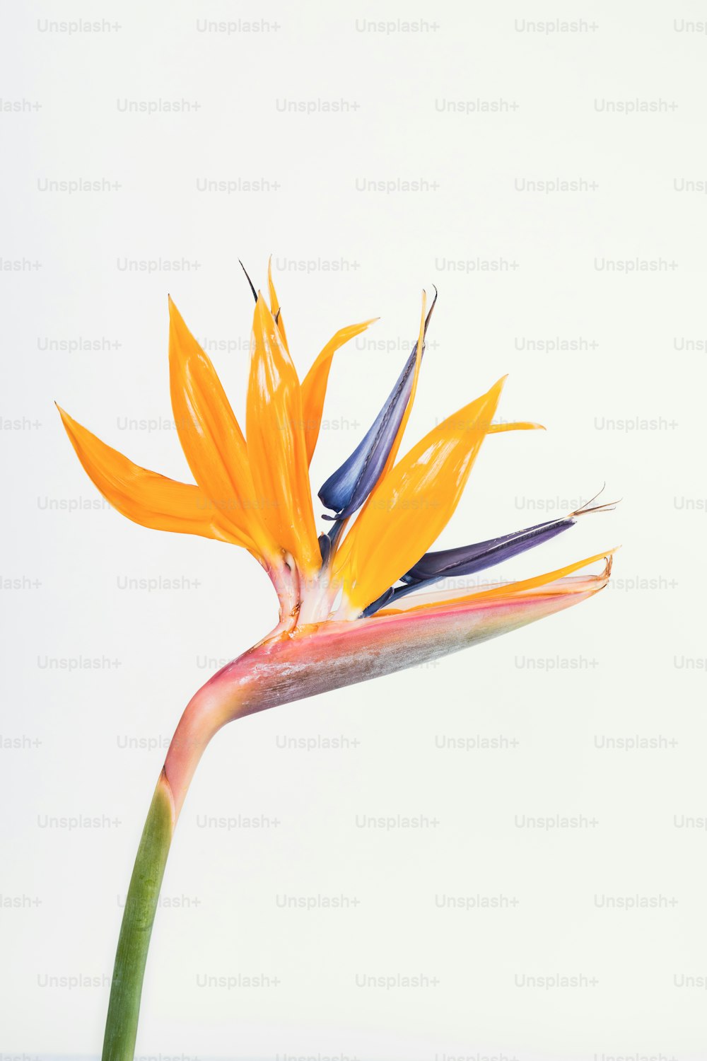 a close up of a flower with a white background