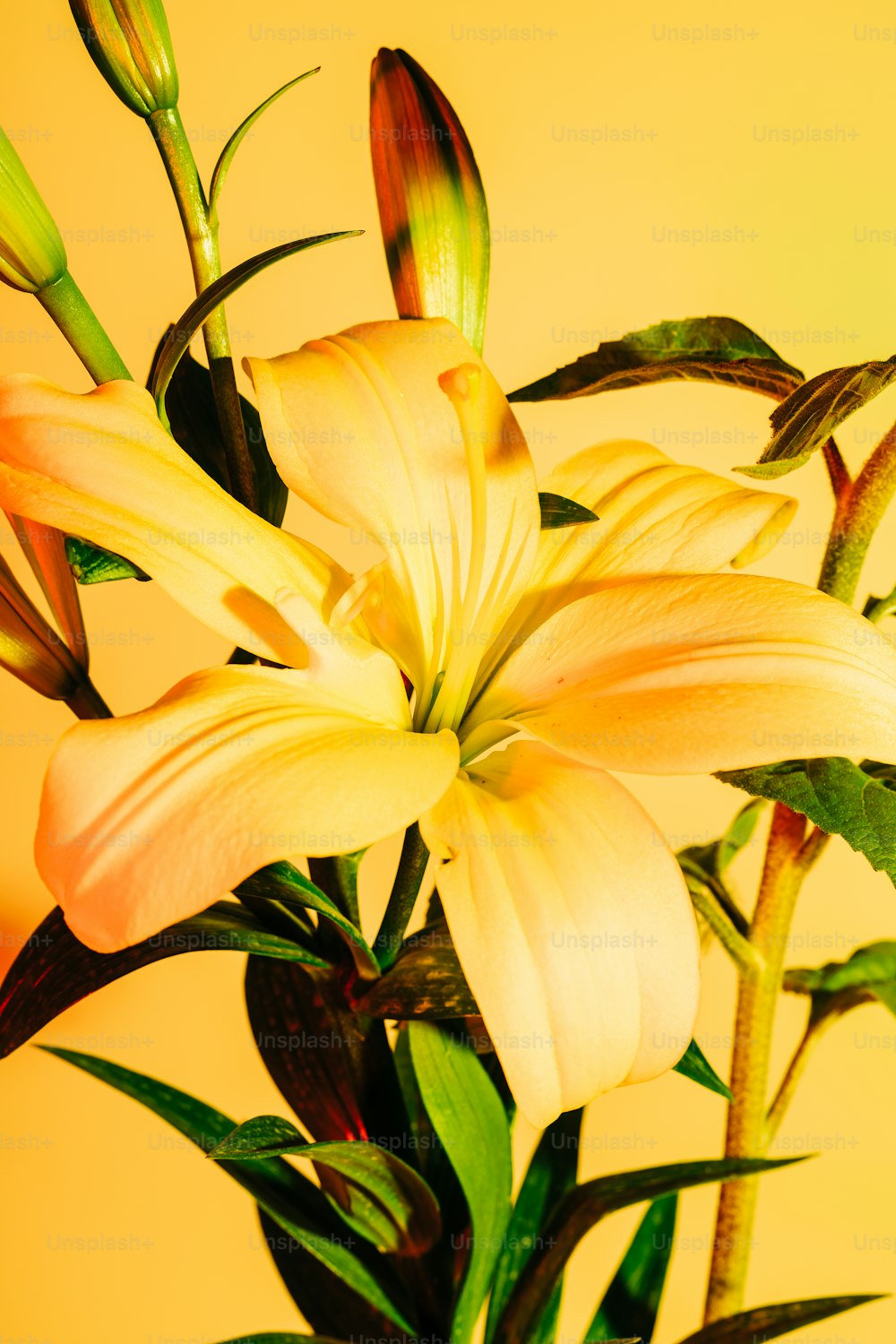 a vase filled with yellow flowers on top of a table