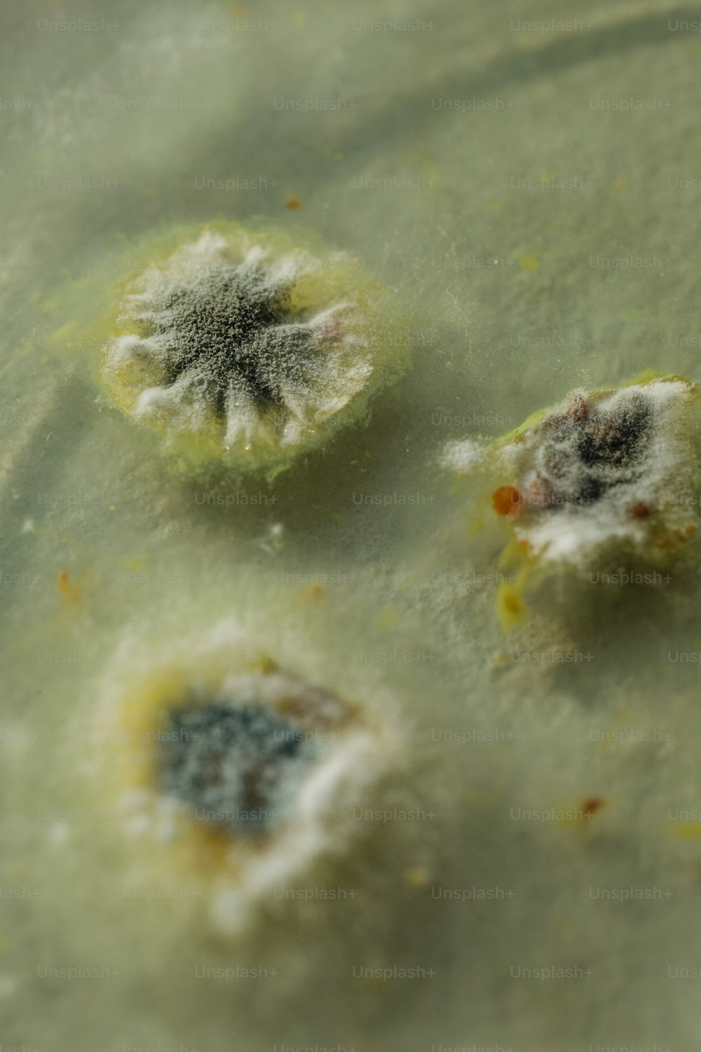 a close up of a plate with some food on it