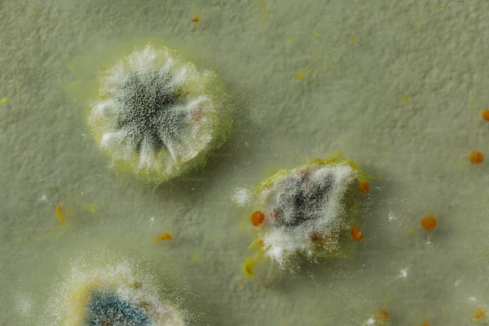 a group of moldy objects on a white surface