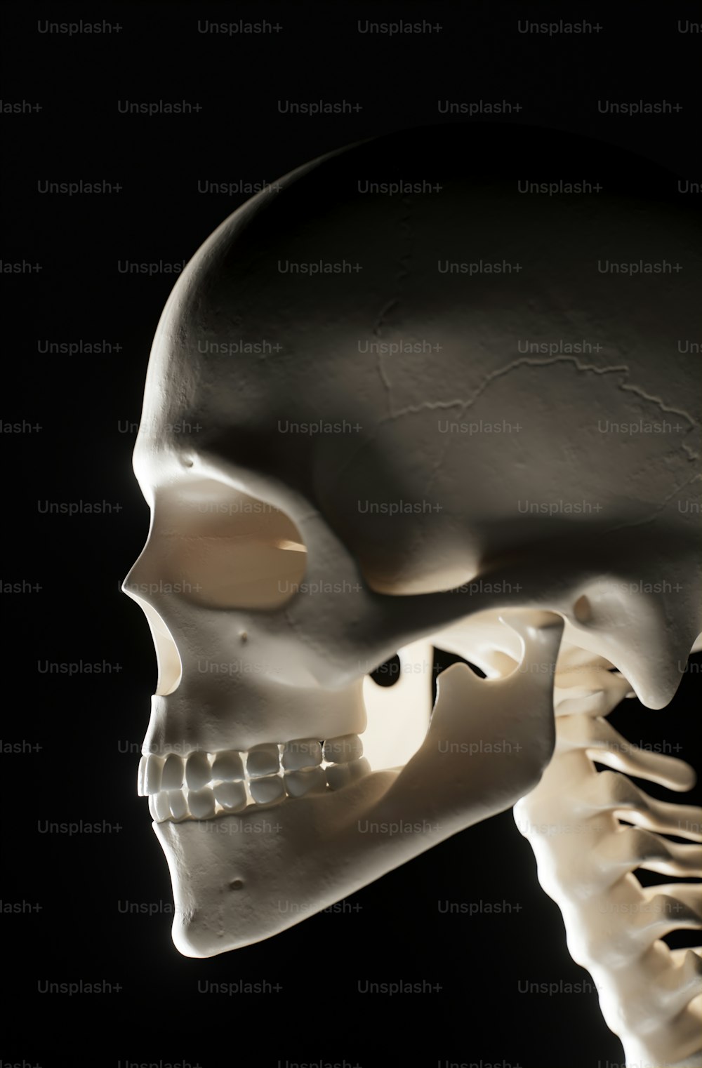 um modelo de um crânio humano com uma mandíbula inferior e mandíbula inferior