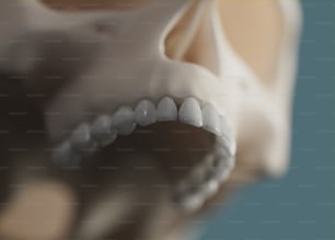Un modelo de los dientes y la mandíbula de un ser humano