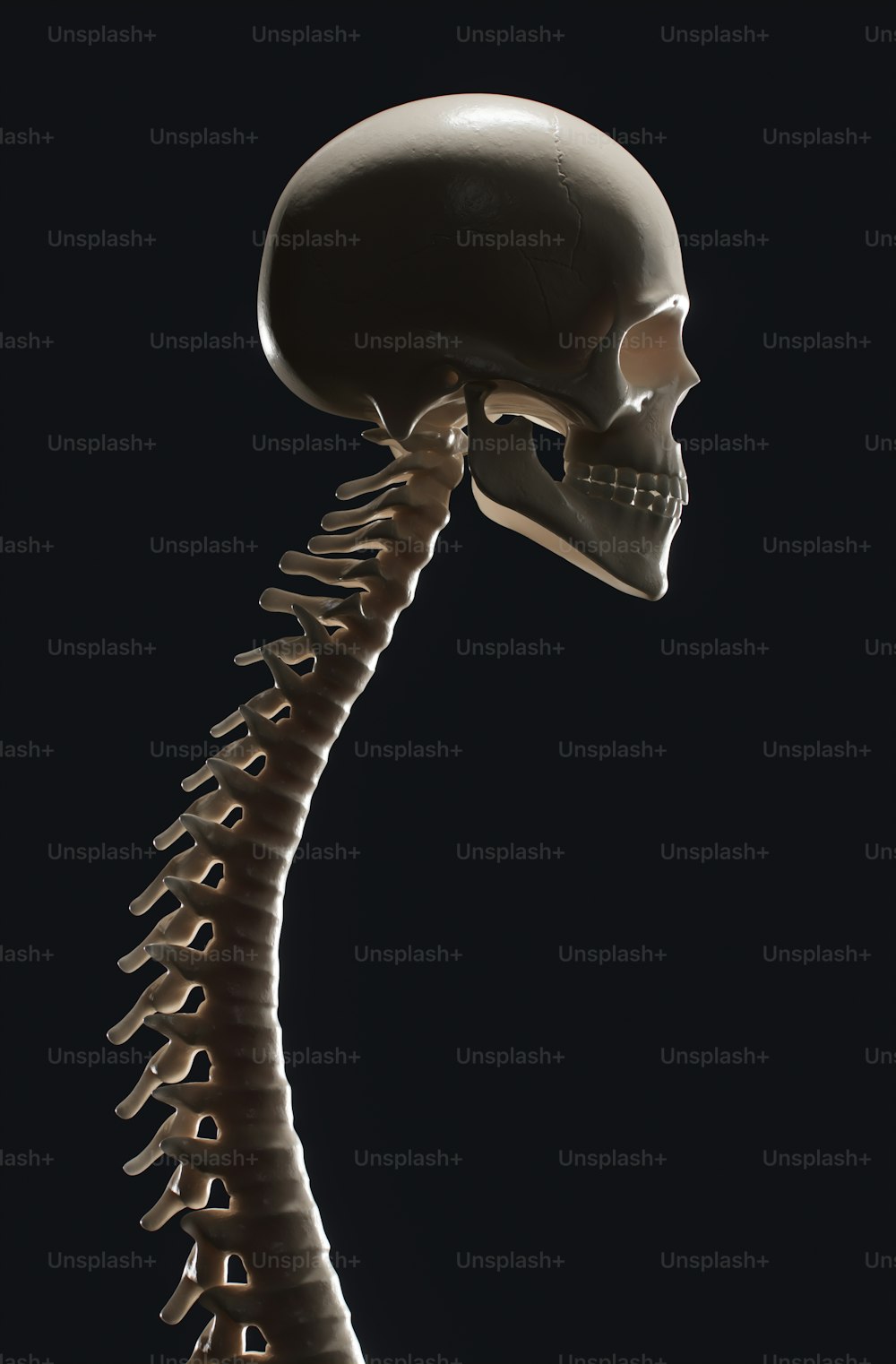 a human skeleton with a very long neck