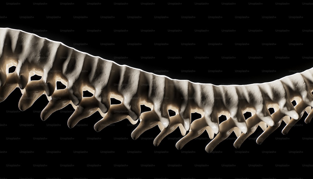 Viene mostrato uno scheletro di un animale dal collo lungo