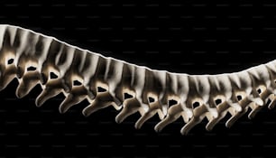 um esqueleto de um animal de pescoço longo é mostrado