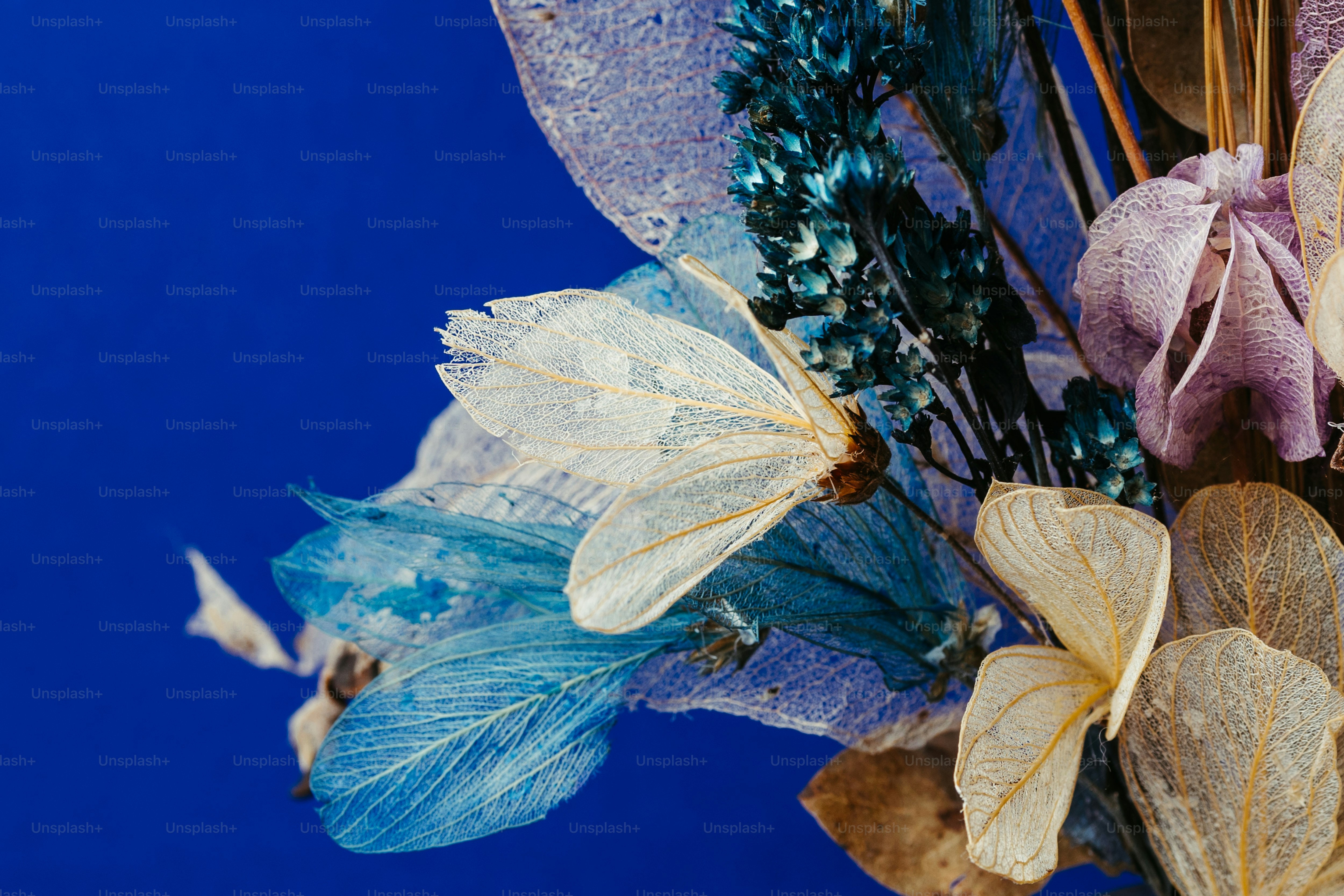 A close up of a bunch of flowers on a blue background photo – Wallpaper ...
