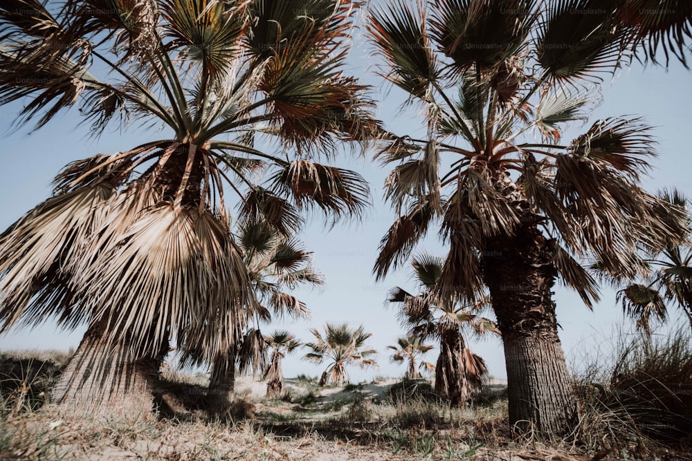 a group of palm trees in a field