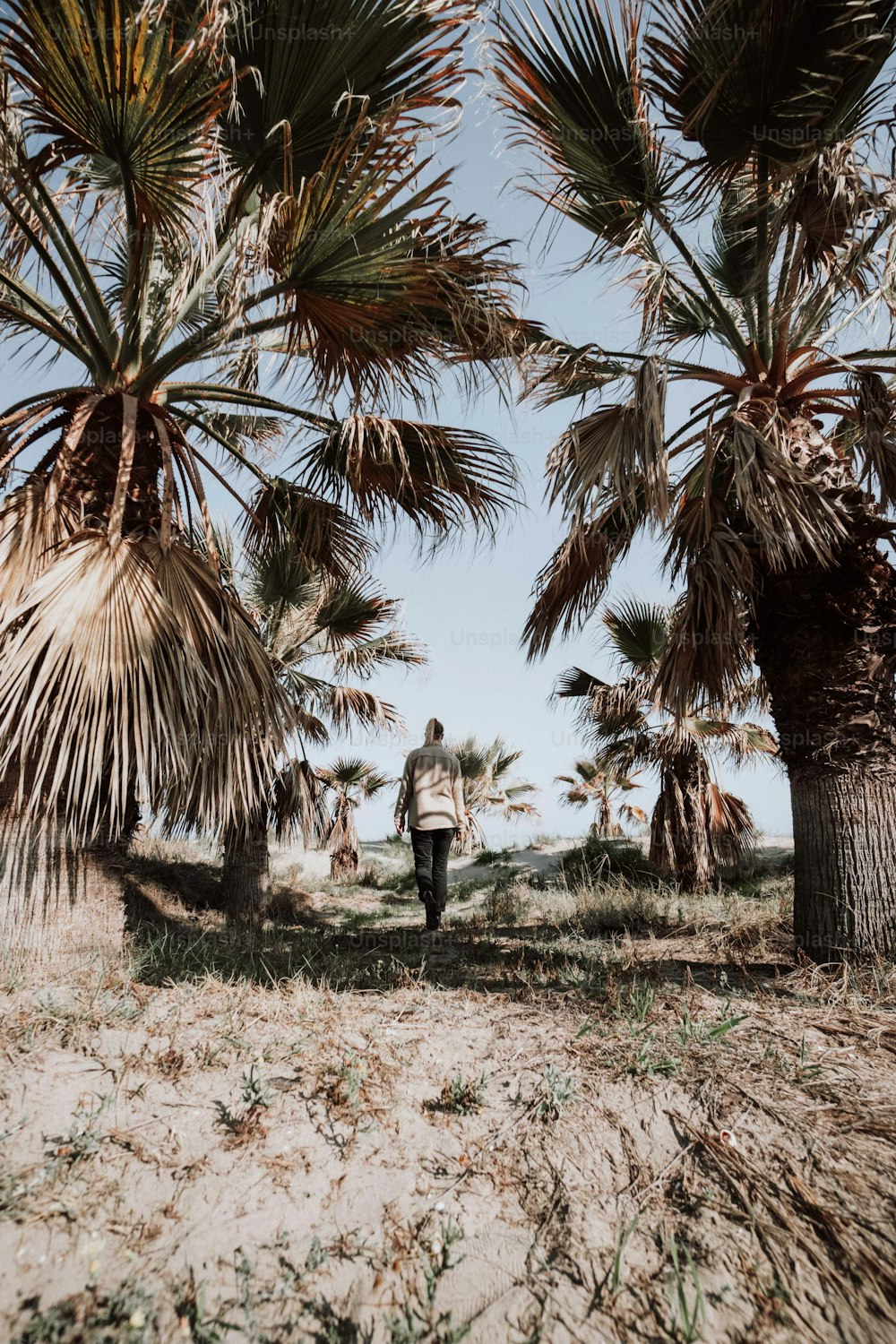 a man walking down a dirt path between two palm trees