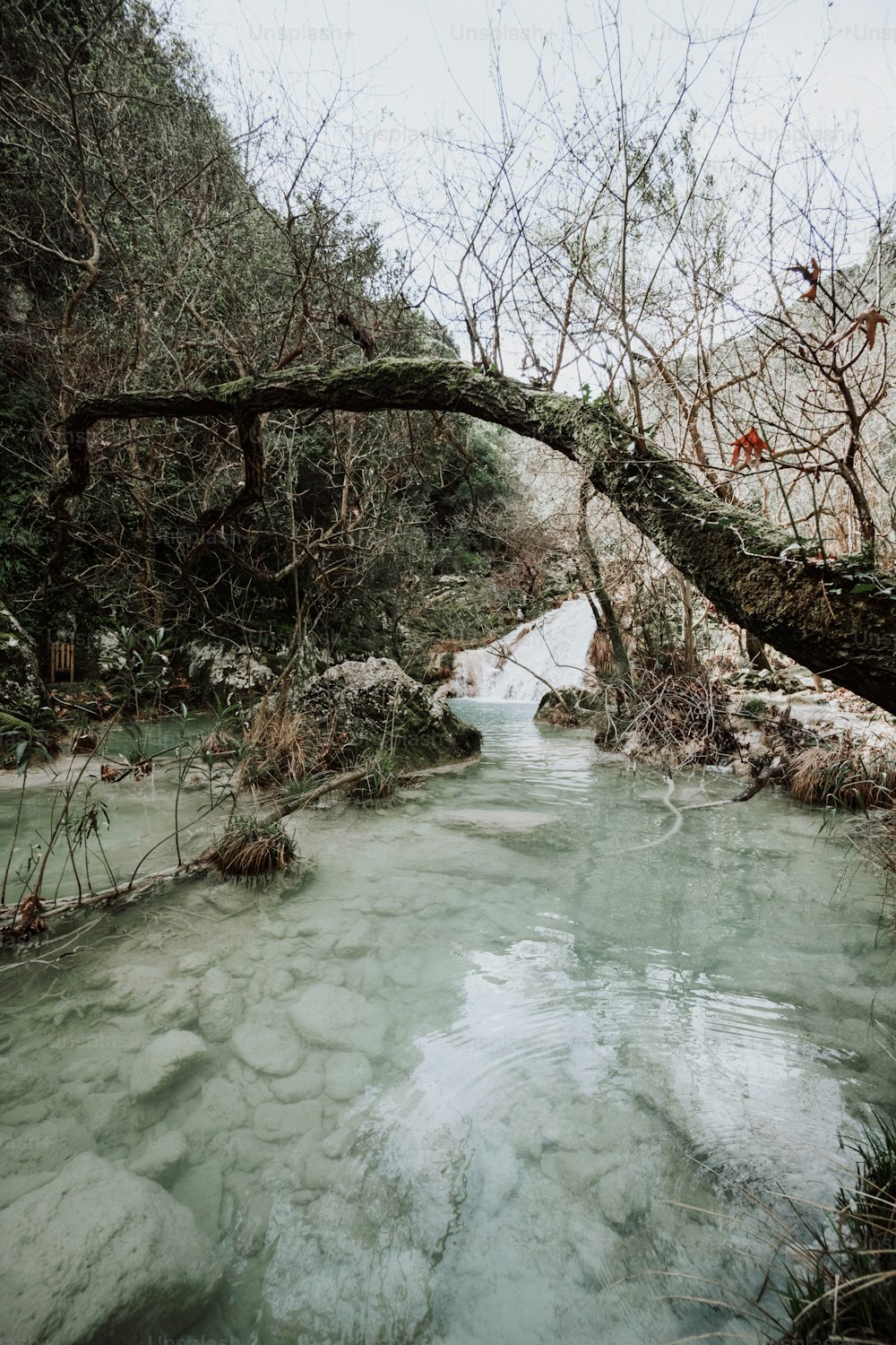 Ein Fluss, der durch einen Wald voller Bäume fließt