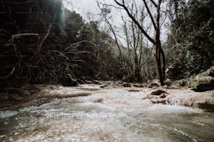 Un río que atraviesa un bosque lleno de árboles