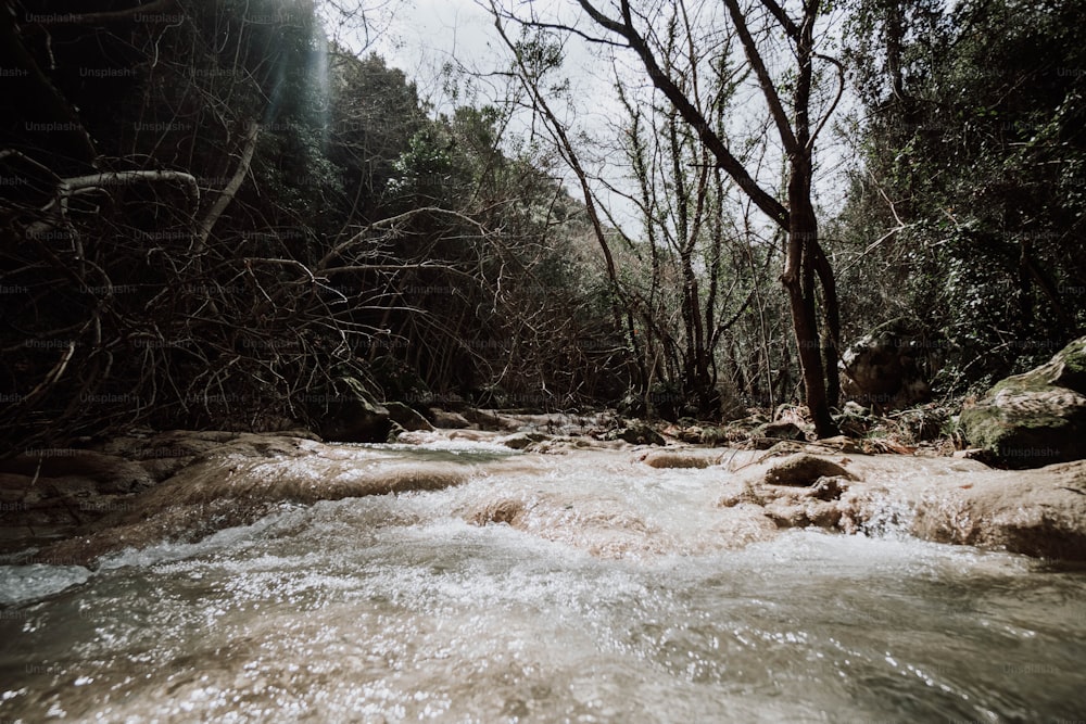 a river running through a forest filled with trees