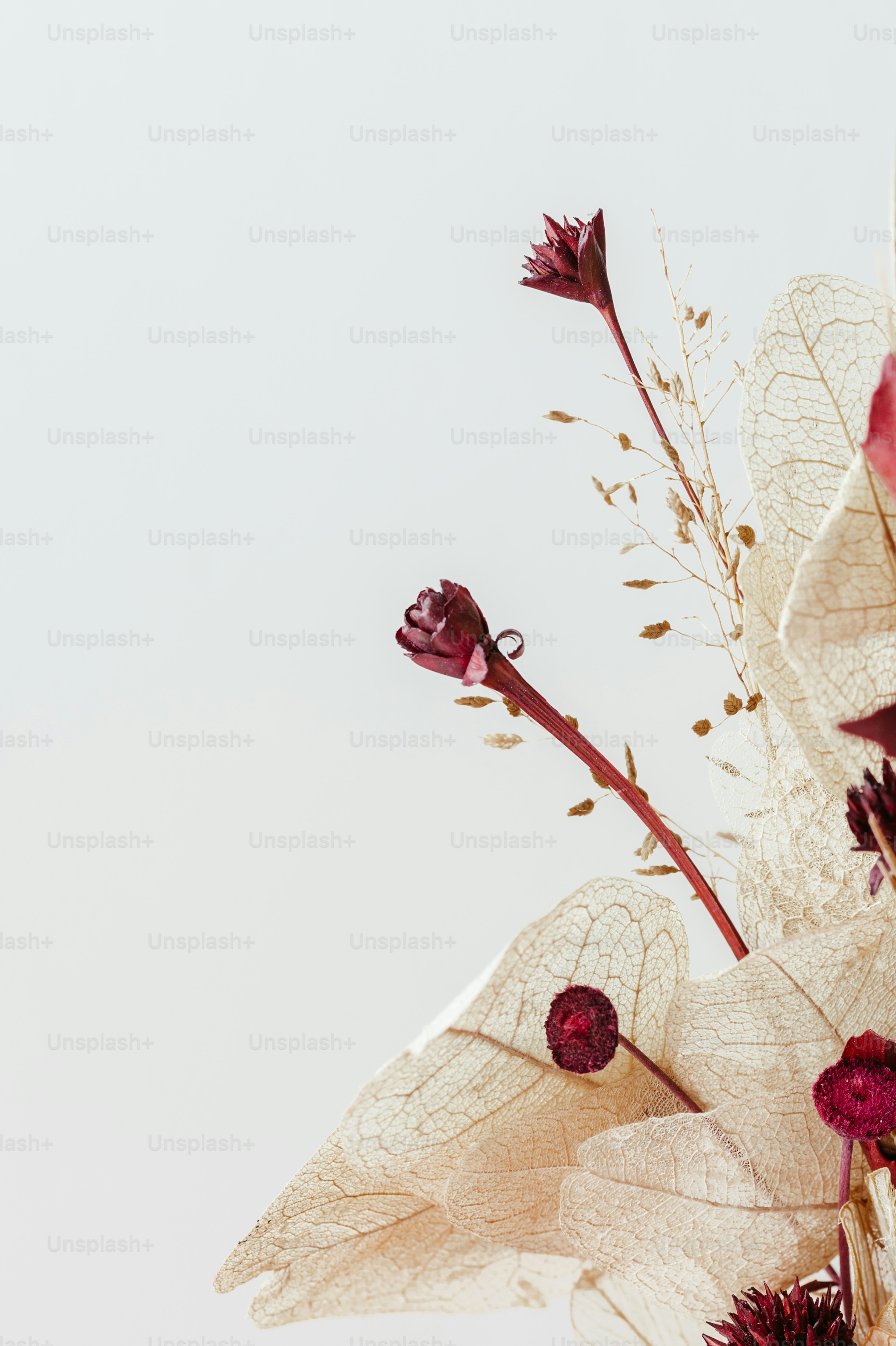 a close up of a bunch of flowers on a white background