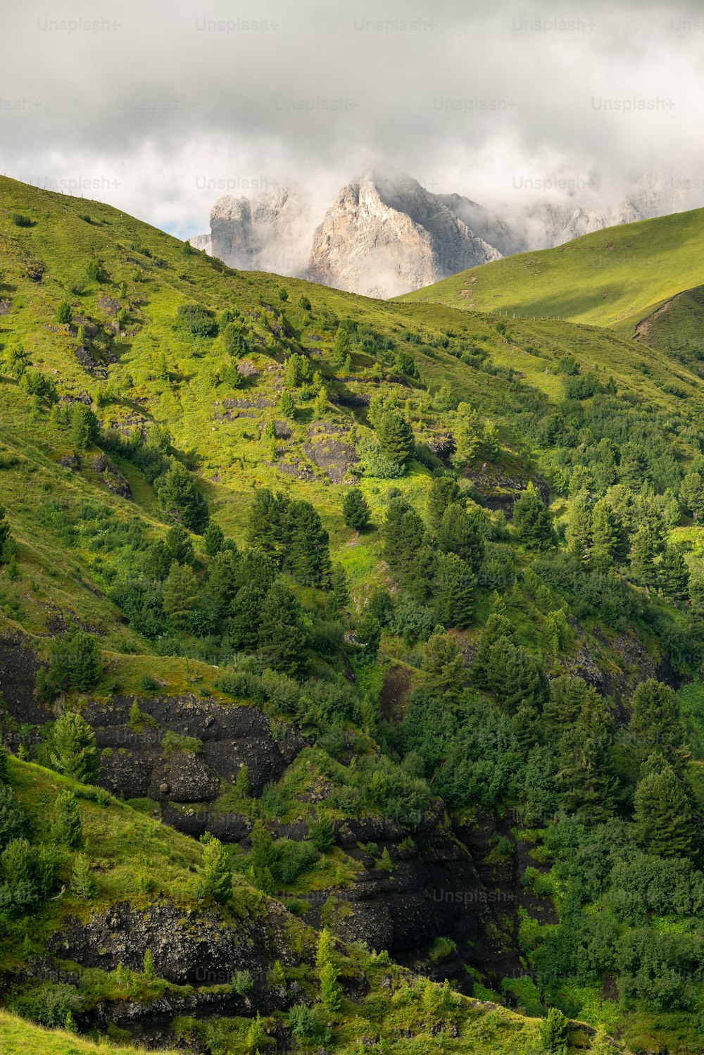 a lush green hillside with a mountain in the background