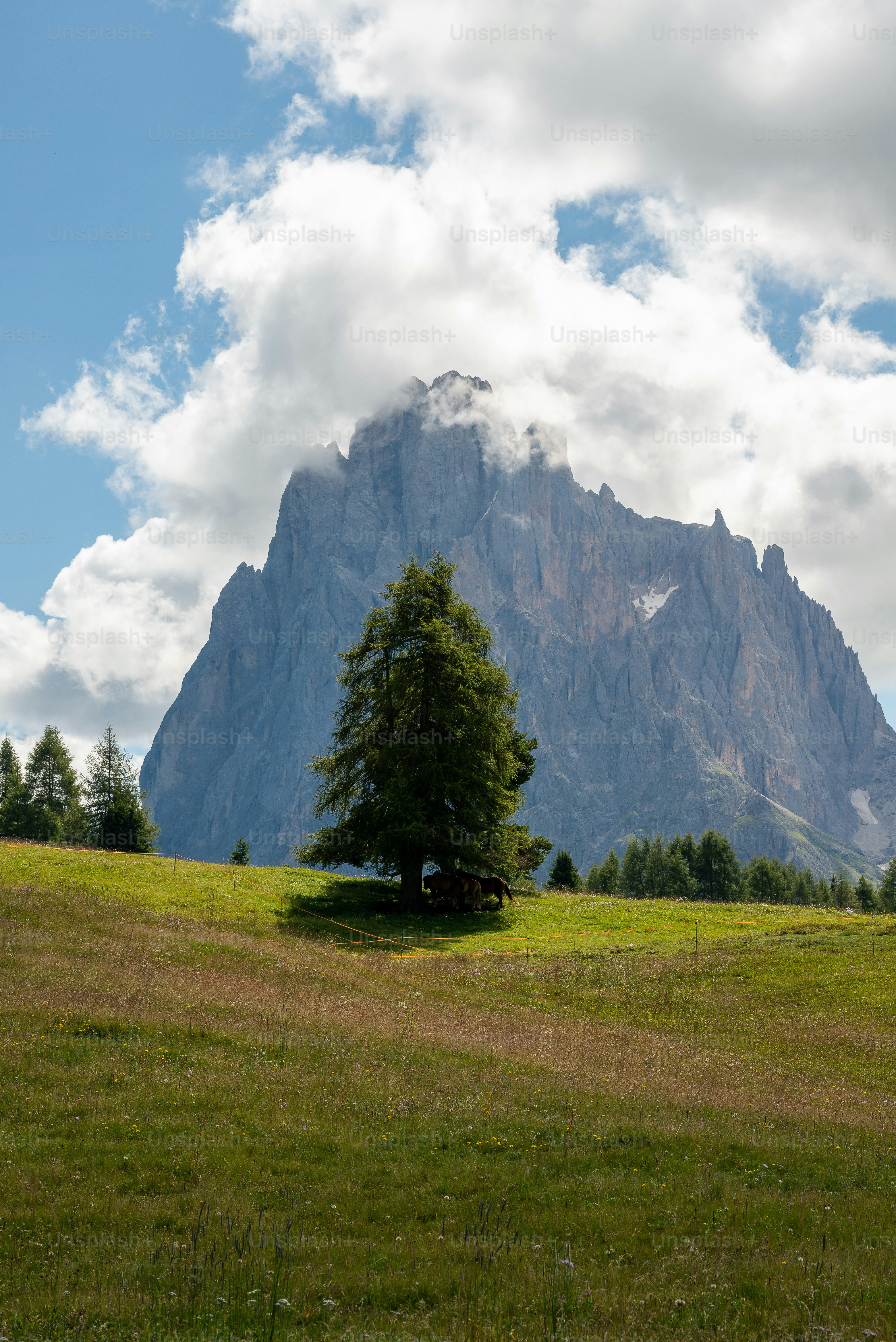 Un albero in un campo con una montagna sullo sfondo