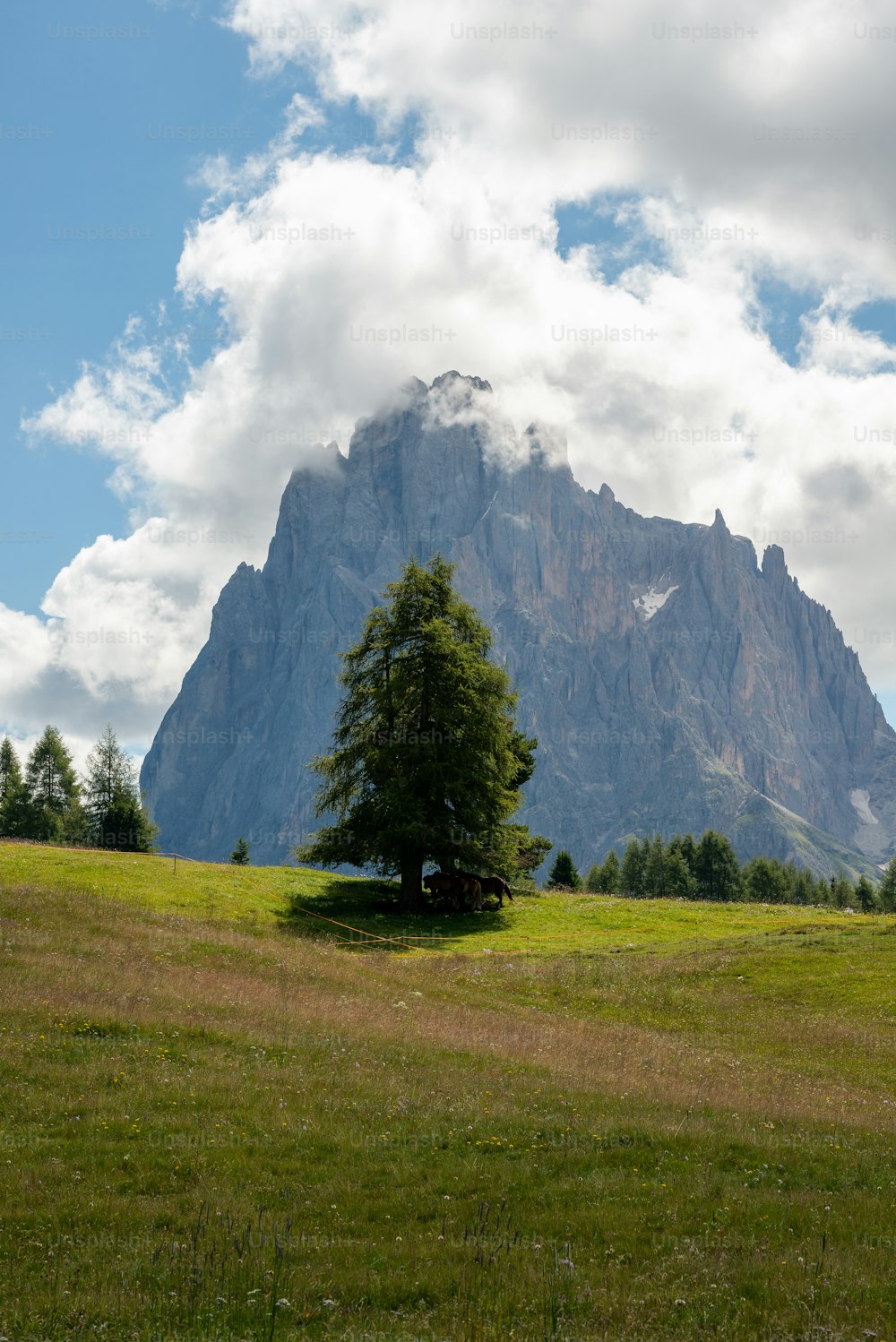 Ein Baum auf einem Feld mit einem Berg im Hintergrund