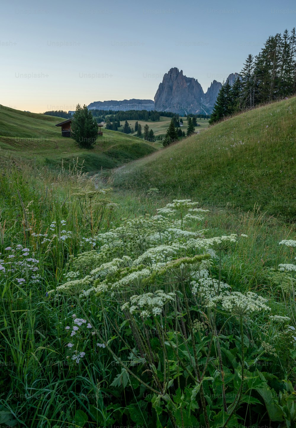 ein grasbewachsenes Feld mit einem Berg im Hintergrund