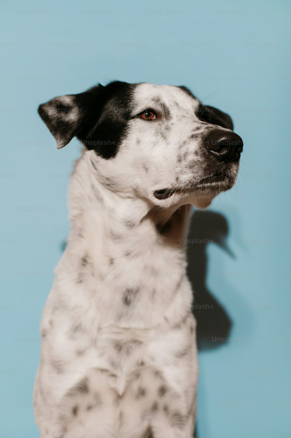 Un perro blanco y negro con un fondo azul
