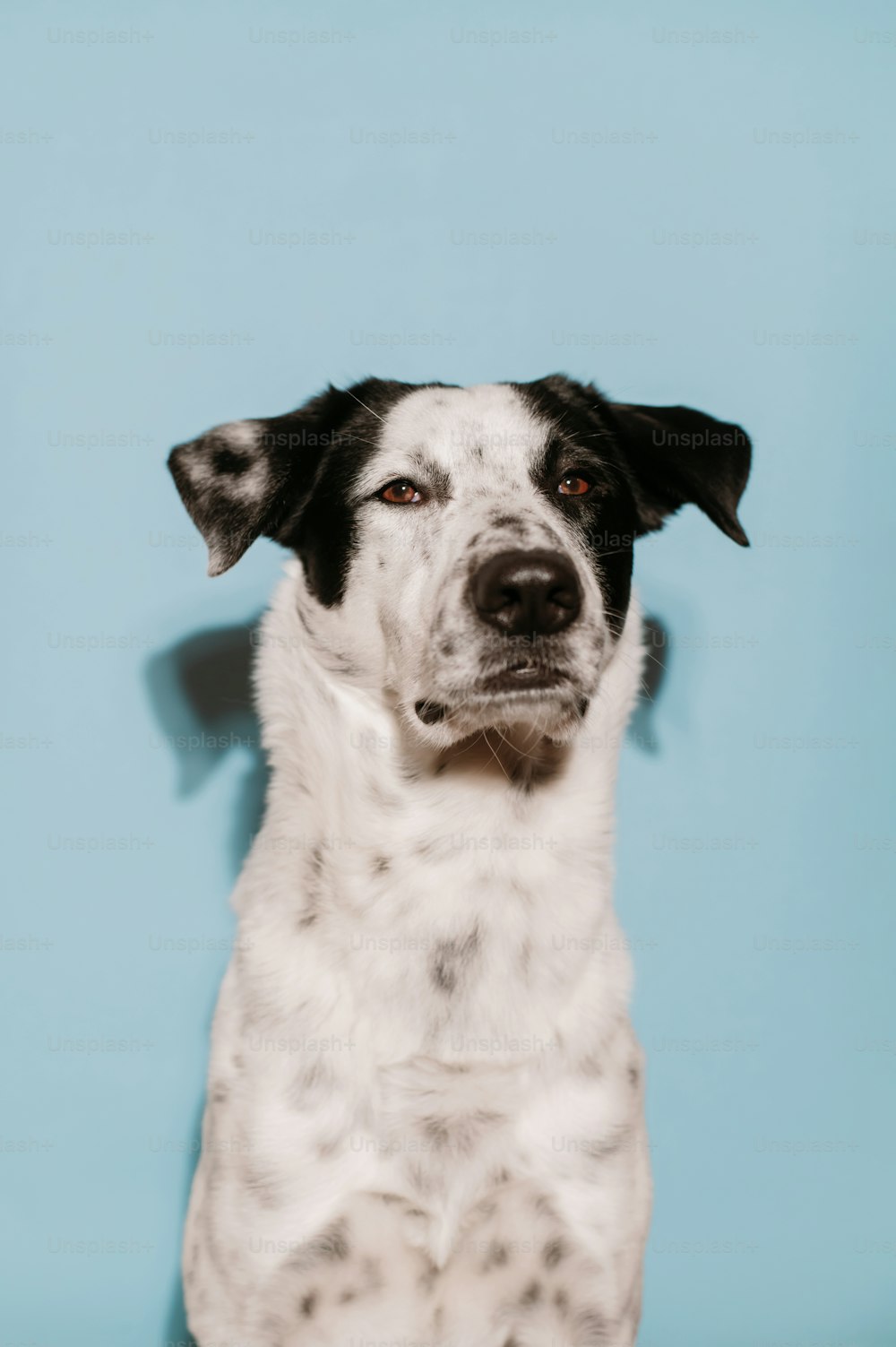 a black and white dog is looking at the camera