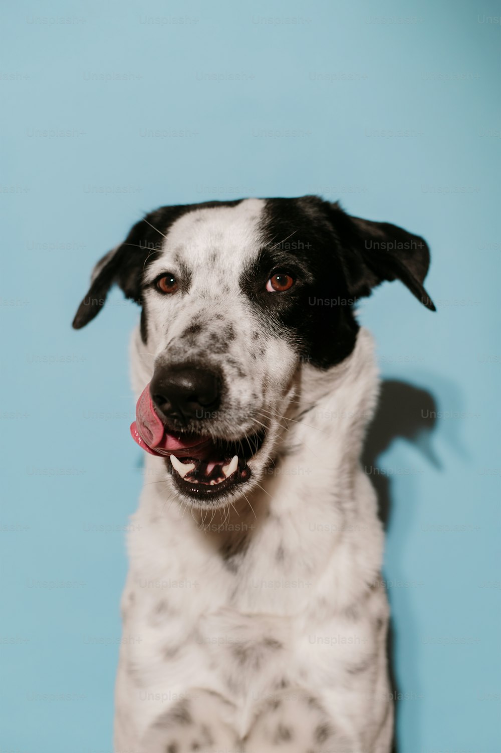 Ein schwarz-weißer Hund mit roter Zunge