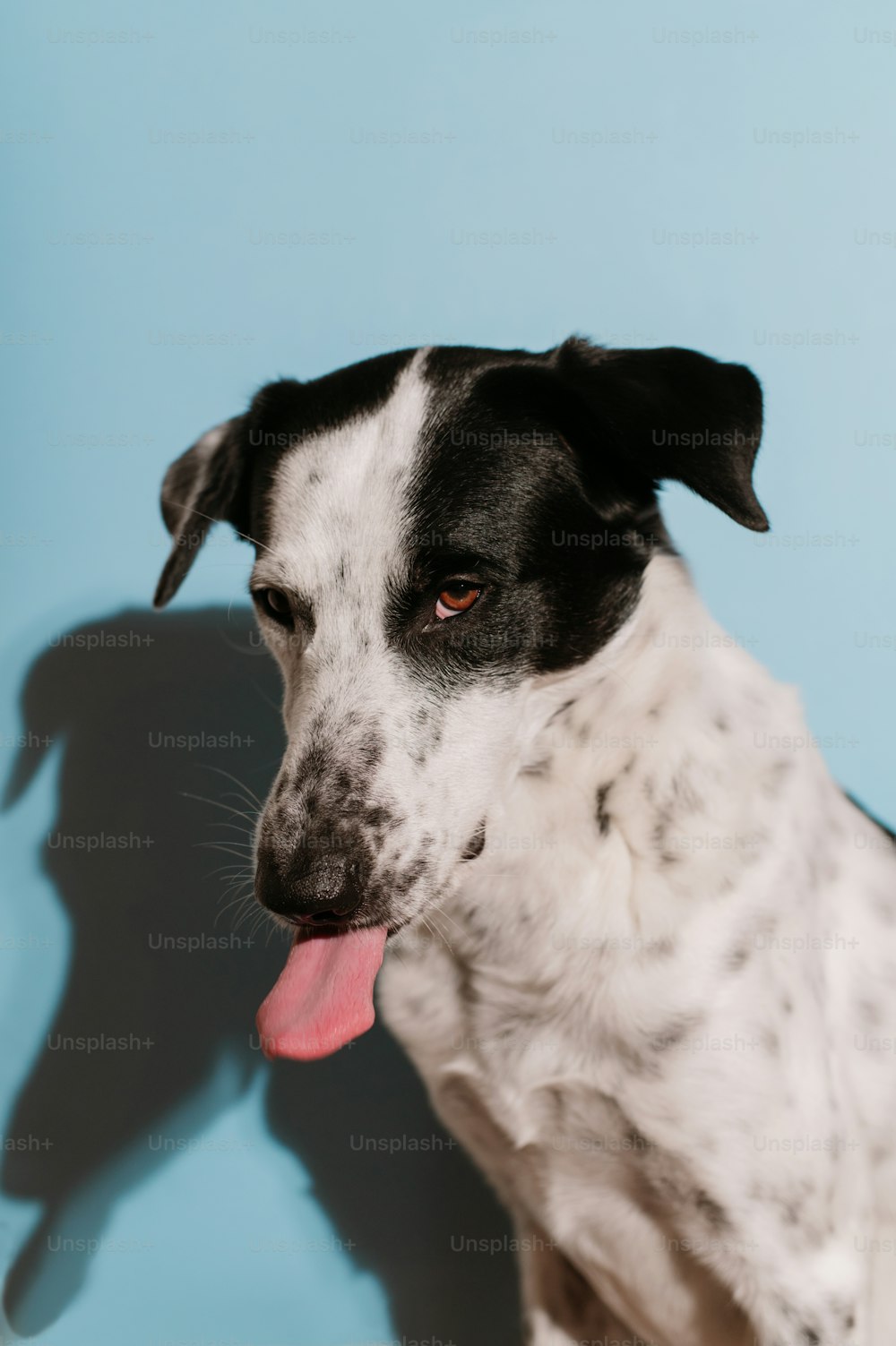 um cão preto e branco com a língua para fora