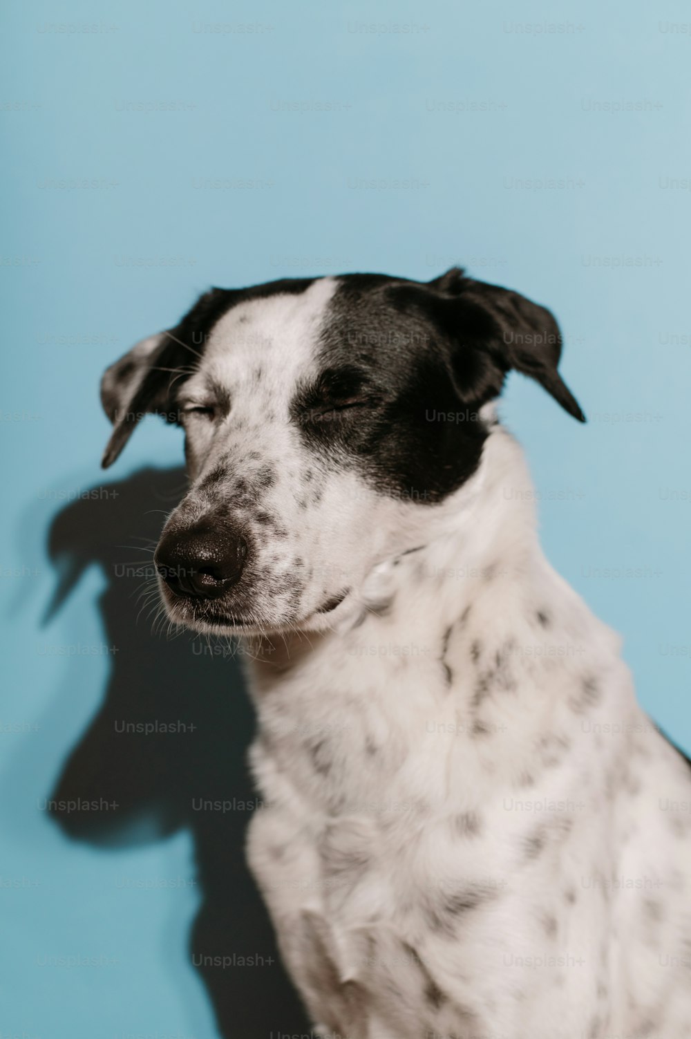 a black and white dog sitting in front of a blue wall