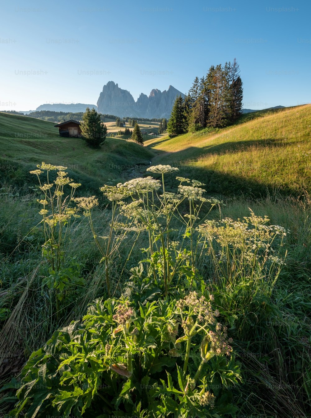 a grassy field with mountains in the background