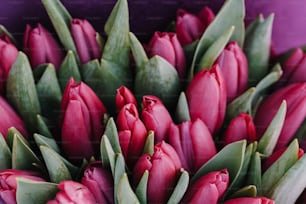 Un ramo de tulipanes rojos sobre fondo púrpura