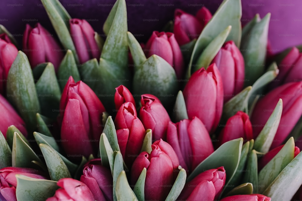 a bouquet of red tulips on a purple background