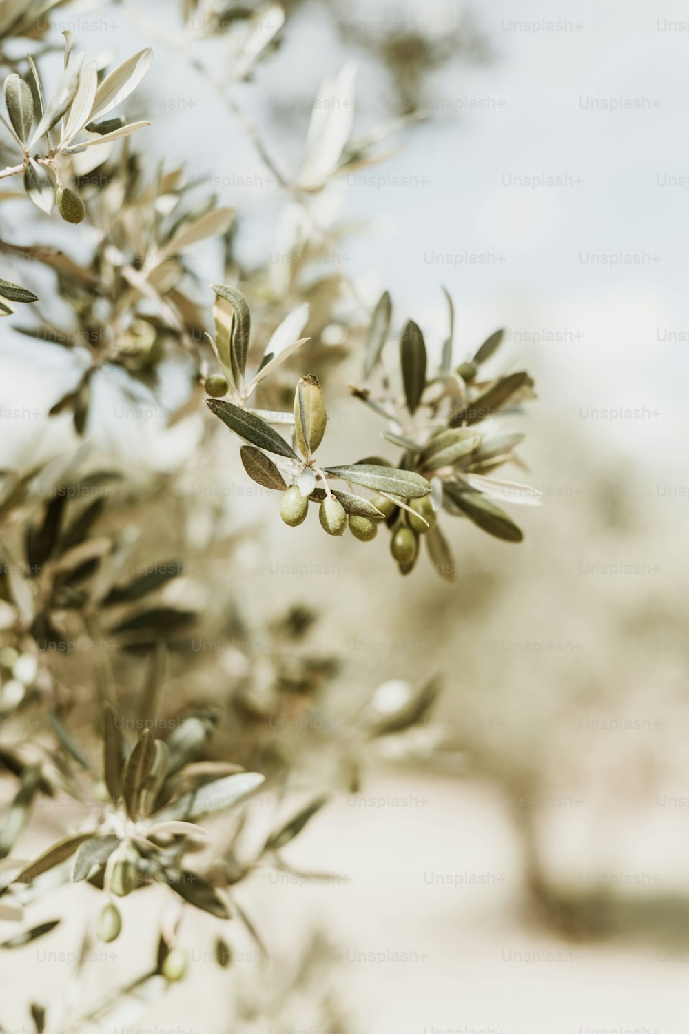 una rama de un olivo con hojas verdes