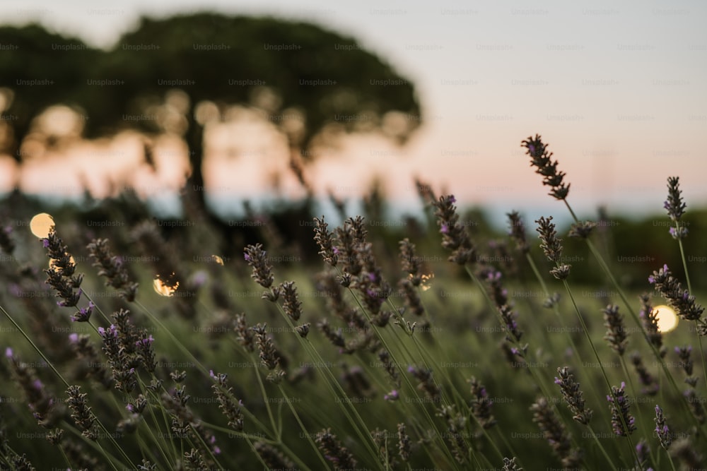 Ein Feld von Lavendelblüten mit einem Baum im Hintergrund