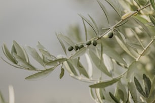 um ramo de uma oliveira com azeitonas sobre ele